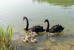 黑天鹅育雏（5）