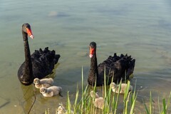 黑天鹅育雏（5）