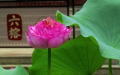 [26201] 六榕寺的荷花（下）