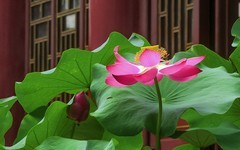 [26201] 六榕寺的荷花（下）
