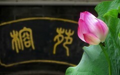 [26201] 六榕寺的荷花（下）