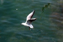 山东威海刘公岛______海鸥捕食