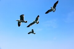 山东威海刘公岛______海鸥捕食