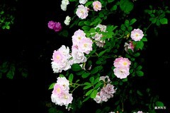蔷微花蔷墙