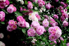 蔷微花蔷墙