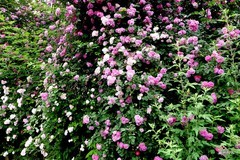 蔷微花蔷墙