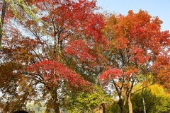 烈士公园的颜色