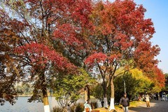 烈士公园的颜色