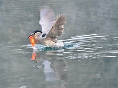 【视觉光影】明 湖 拍 鸟 （24）