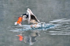 【视觉光影】明 湖 拍 鸟 （24）