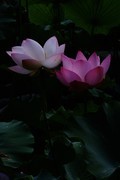 荷花 2026 — 9