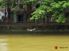 沙面的白鹭。
