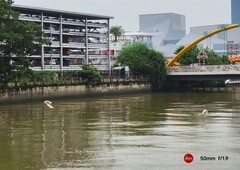 沙面的白鹭。