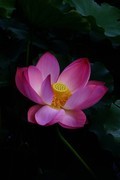 荷花 2026 — 9