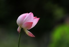 荷花 (12)