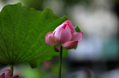 荷花 (12)