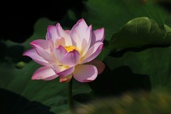 荷花 (12)