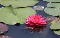 《睡莲花19》