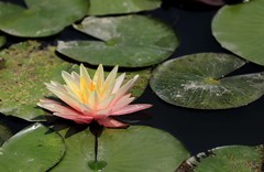 《睡莲花19》