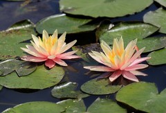 《睡莲花19》