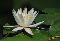 睡莲绽放