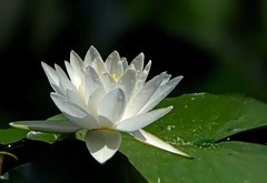 睡莲绽放