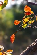 秋天黄栌叶红了