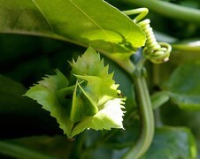 943【不老松：二游海南记实】临高长島兰湾百香果花！