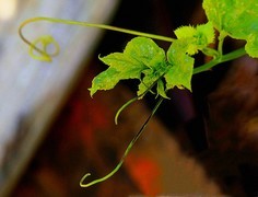 943【不老松：二游海南记实】临高长島兰湾百香果花！