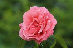 拍摄花卉一（838）