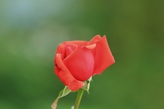 拍摄花卉一（838）