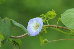 拍摄花卉一（838）