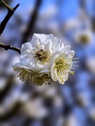 2026021 明城墙遗址公园  梅 花