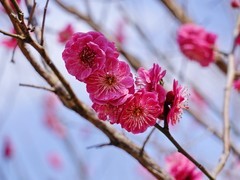 2026021 明城墙遗址公园  梅 花