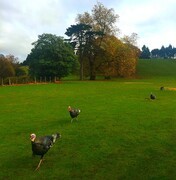 1489【2015中国优导张松摄影集】《异国风情》澳大利亚、新西兰游记！  (5)新西兰艾哥