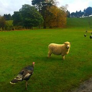 1489【2015中国优导张松摄影集】《异国风情》澳大利亚、新西兰游记！  (5)新西兰艾哥