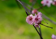 橘子洲拍桃花 2