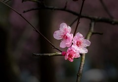 橘子洲拍桃花 2