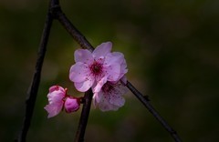橘子洲拍桃花 2