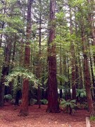 1490【2015中国优导张松摄影集】《异国风情》澳大利亚、新西兰游记！  (6)新西兰罗托