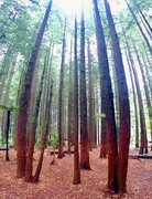 1490【2015中国优导张松摄影集】《异国风情》澳大利亚、新西兰游记！  (6)新西兰罗托