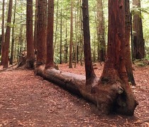 1490【2015中国优导张松摄影集】《异国风情》澳大利亚、新西兰游记！  (6)新西兰罗托