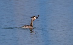 凤头僻鹈（二十二）