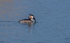 凤头僻鹈（二十二）