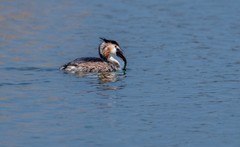 凤头僻鹈（二十二）