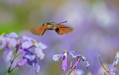 长蝝天蛾（三）