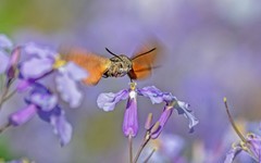 长蝝天蛾（三）