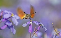 长蝝天蛾（三）