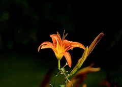 红红火火萱草花------欢庆《七一》