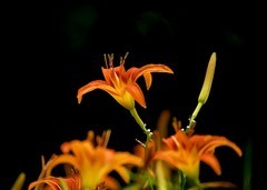 红红火火萱草花------欢庆《七一》